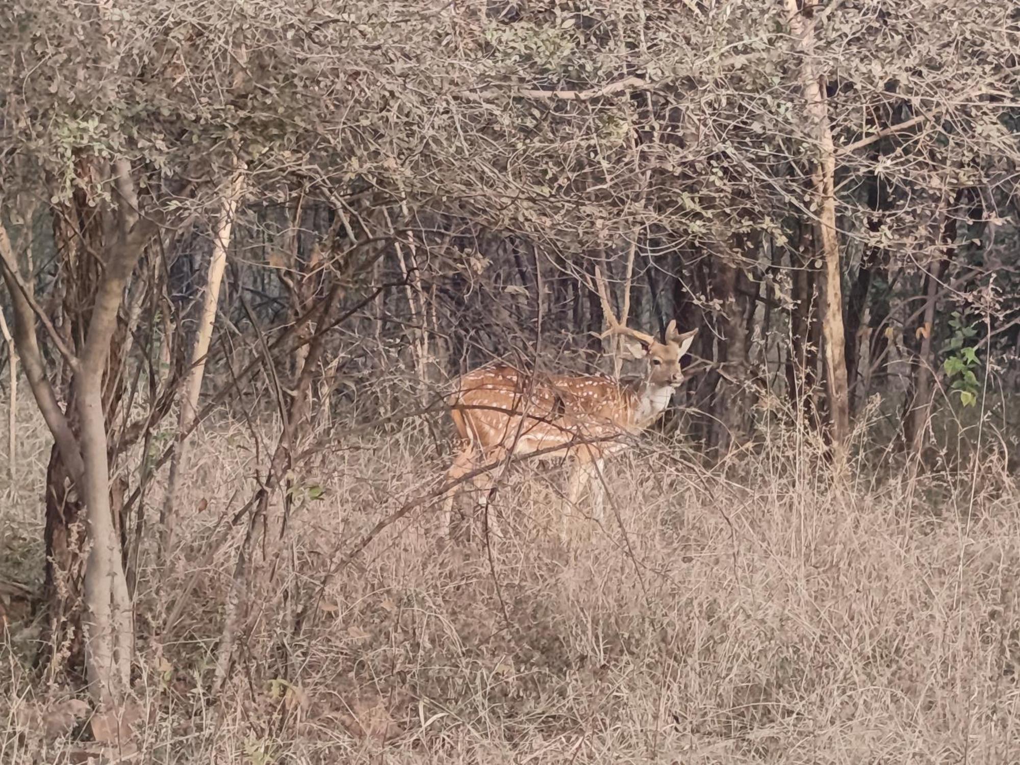 ホテル Gandhisagar Forest Retreat Gurla エクステリア 写真