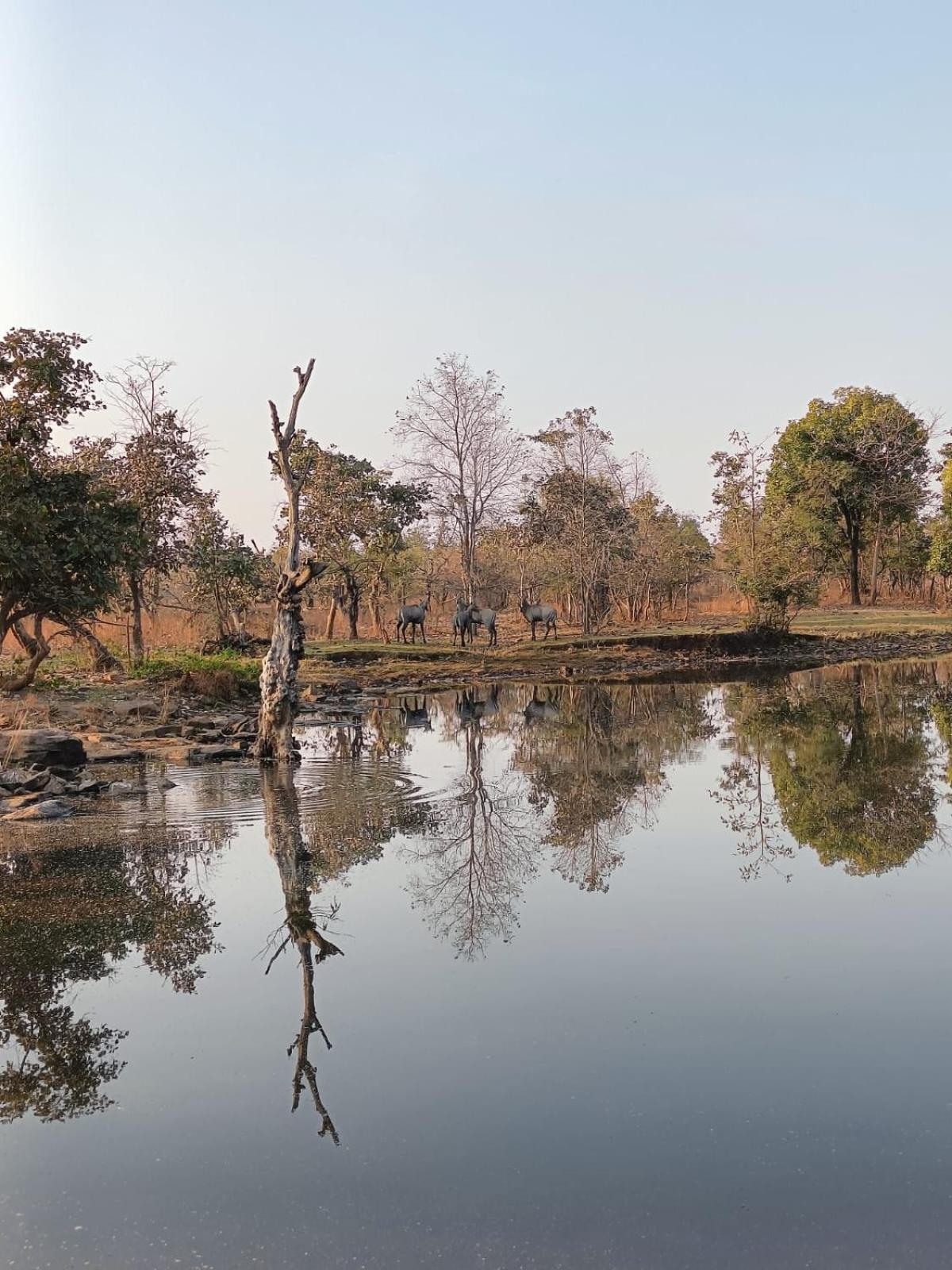 ホテル Gandhisagar Forest Retreat Gurla エクステリア 写真